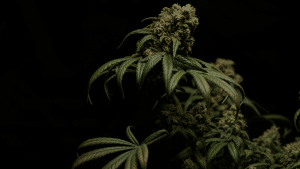 Good Cannabis
