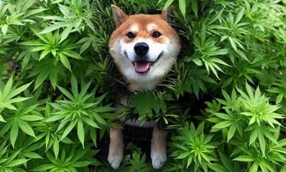 Good Cannabis
