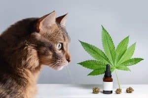Good Cannabis