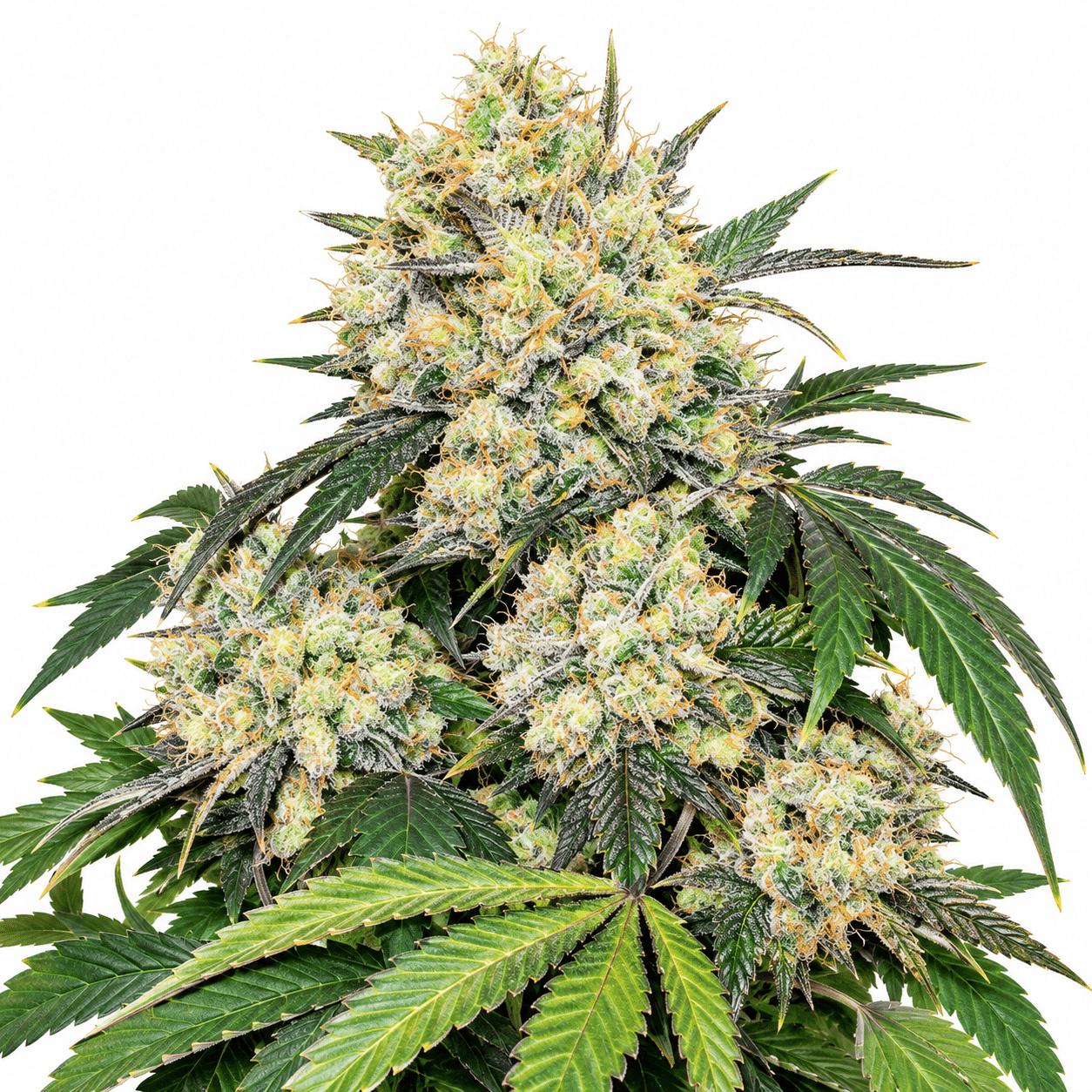 Good Cannabis