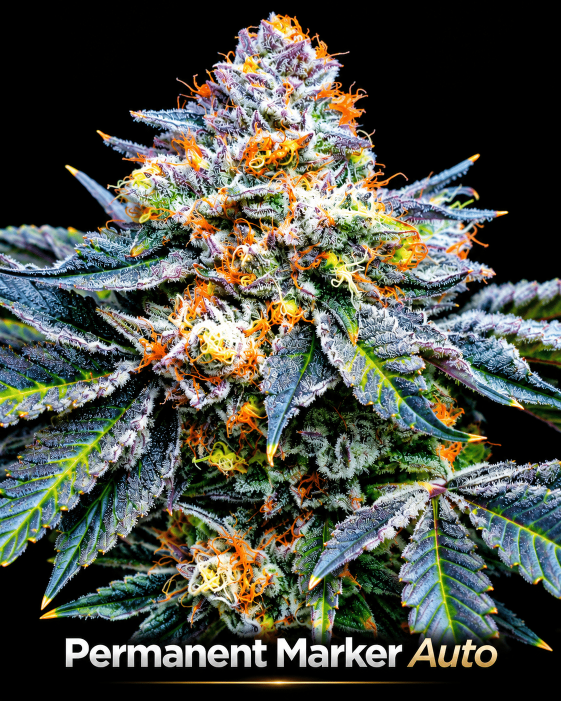 Good Cannabis